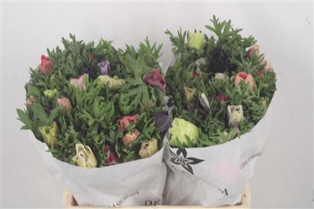 <h4>Anemone Mistral Mixed In Bunch</h4>