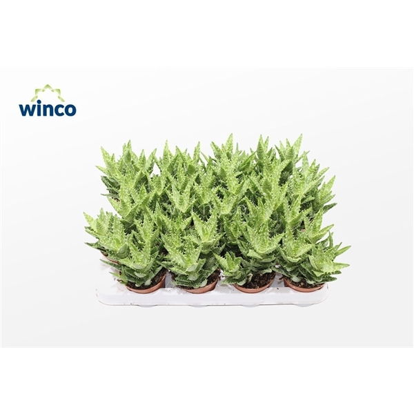 <h4>Aloe Squarrosa</h4>