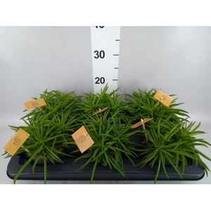 Peperomia ferreyrae 'Nevada'