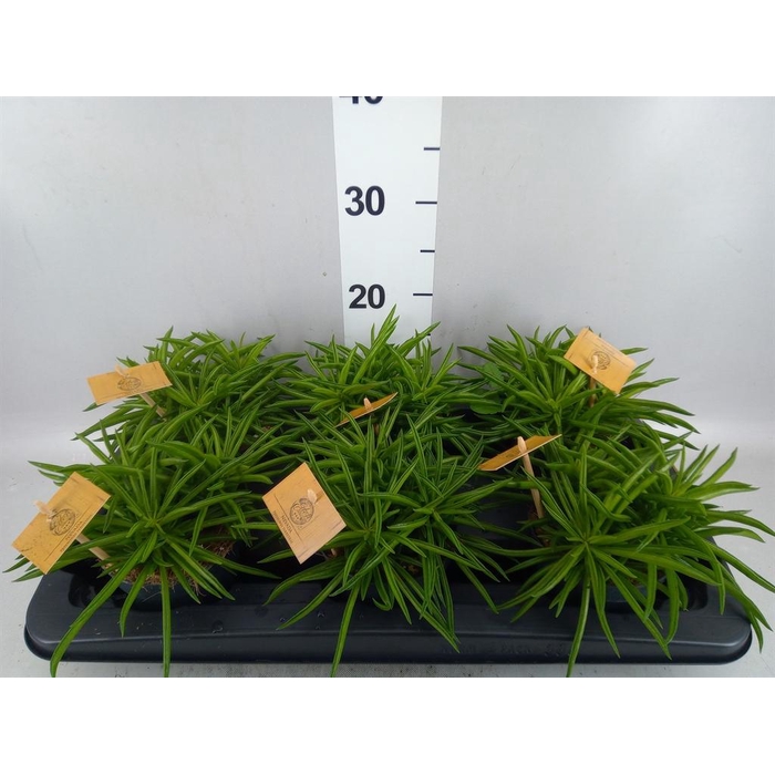 <h4>Peperomia ferreyrae 'Nevada'</h4>