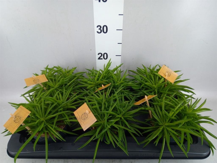 Peperomia ferreyrae 'Nevada'