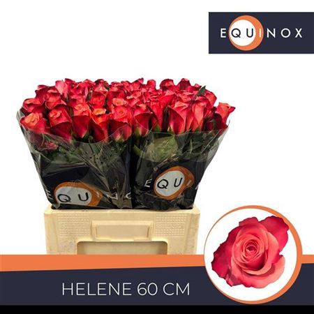 <h4>Rosa a grande fleur Helene</h4>