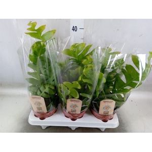 Epiphyllum   ...