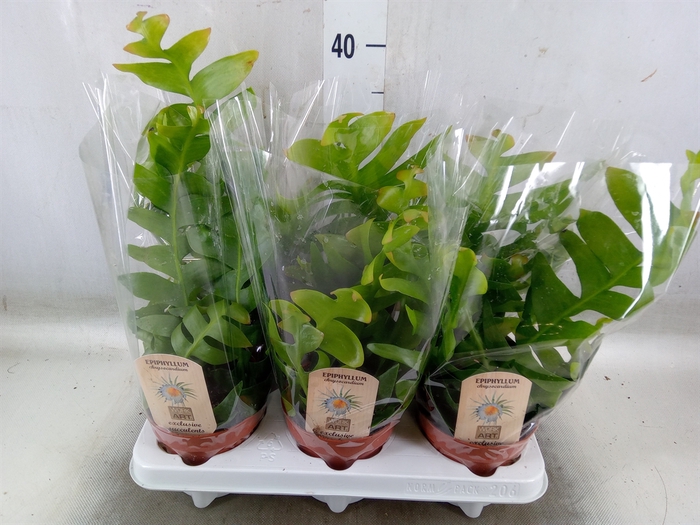 <h4>Epiphyllum   ...</h4>