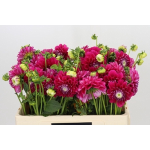 Dahlia Cassis Baby