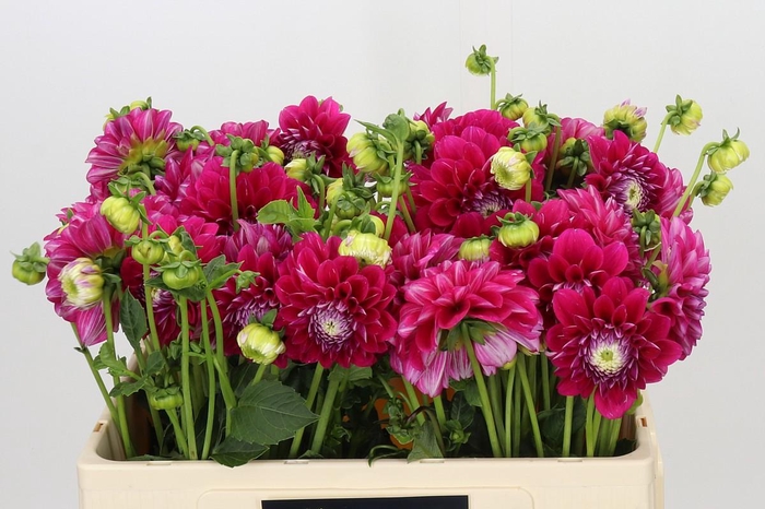 <h4>Dahlia Cassis Baby</h4>