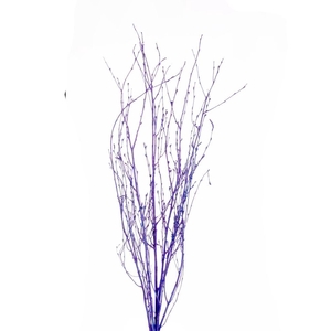 Birch 75cm 5pc SB blue spring