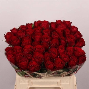 R GR MADAM RED