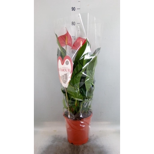 Anthurium andr. 'Red Bull'
