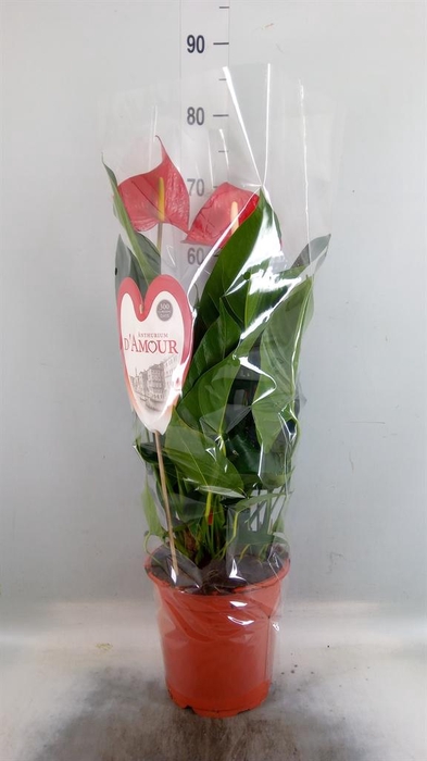 <h4>Anthurium andr. 'Red Bull'</h4>