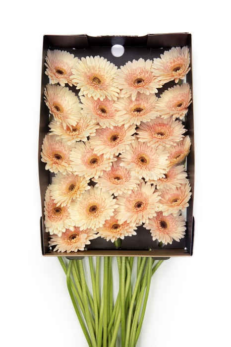 <h4>Gerbera Cafe del Mar Doos</h4>