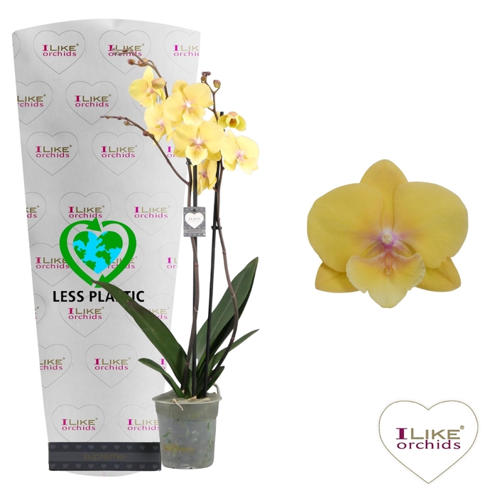 <h4>Phalaenopsis Palau - 2 tak 70cm (Less Plastic)</h4>
