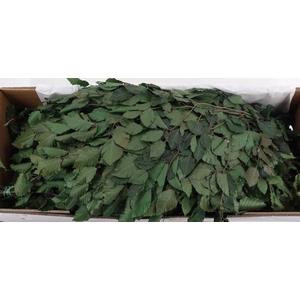 PF BEECH LEAFS BS GREEN 150GR
