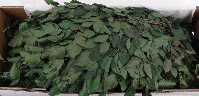 <h4>PF BEECH LEAFS BS GREEN 150GR</h4>
