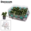Schlumbergera - 7 cm - White (Malissa) - Decorum