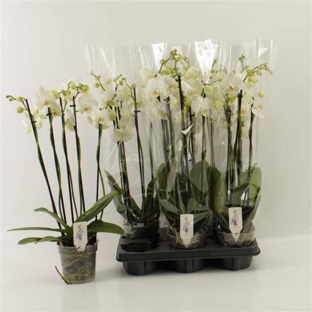<h4>PHAL OV WIT</h4>