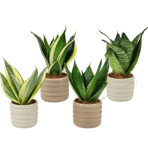 SANSEVIERIA TRIFASCIATA