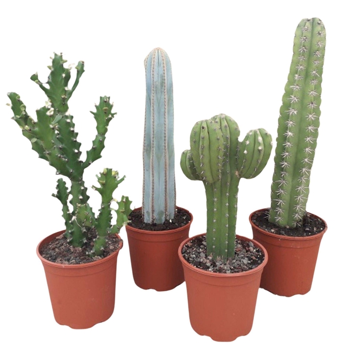<h4>Cactus</h4>