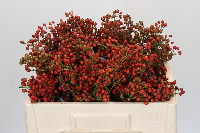Rozenbottel Autumn Rosefruits