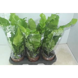 ASPLENIUM NIDUS P17