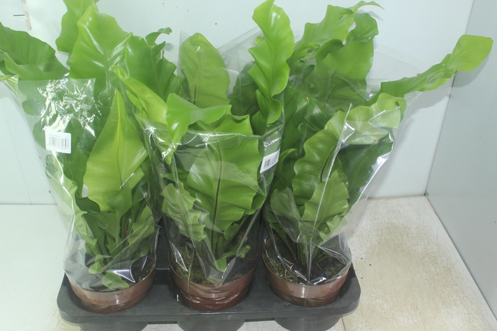 <h4>ASPLENIUM NIDUS P17</h4>