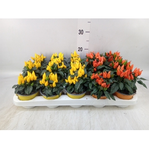 Capsicum annuum 'Salsa'   ...mix