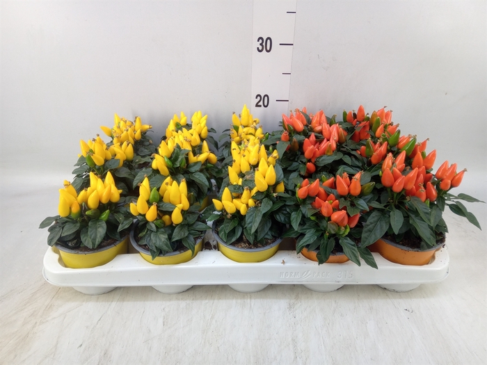 <h4>Capsicum annuum 'Salsa'   ...mix</h4>