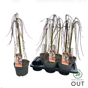 SALIX CAP KILMARNOCK