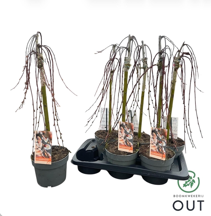 <h4>SALIX CAP KILMARNOCK</h4>