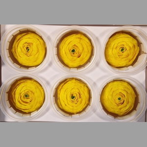 Rr Pres Ran Yellow