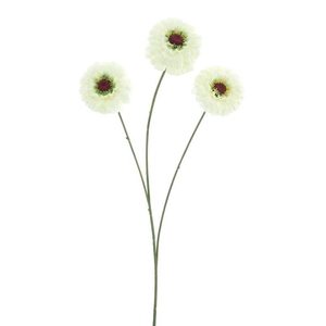 Zinnia elegans spray cream 60cm