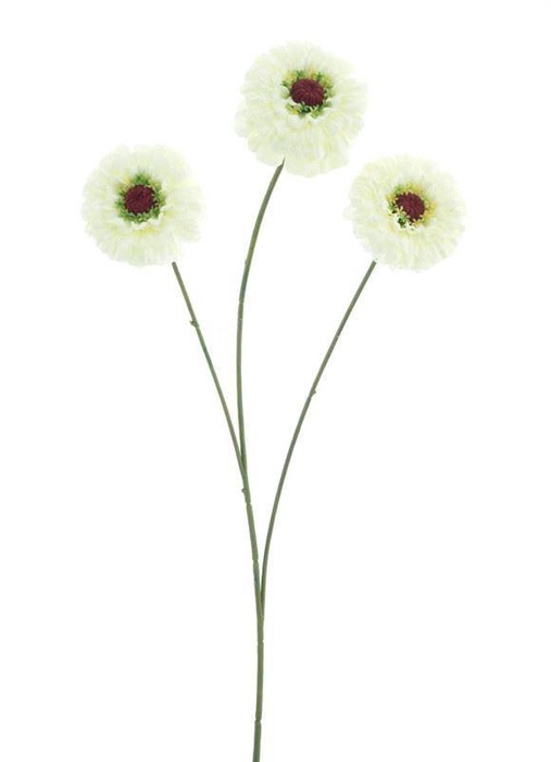 <h4>Zinnia elegans spray cream 60cm</h4>