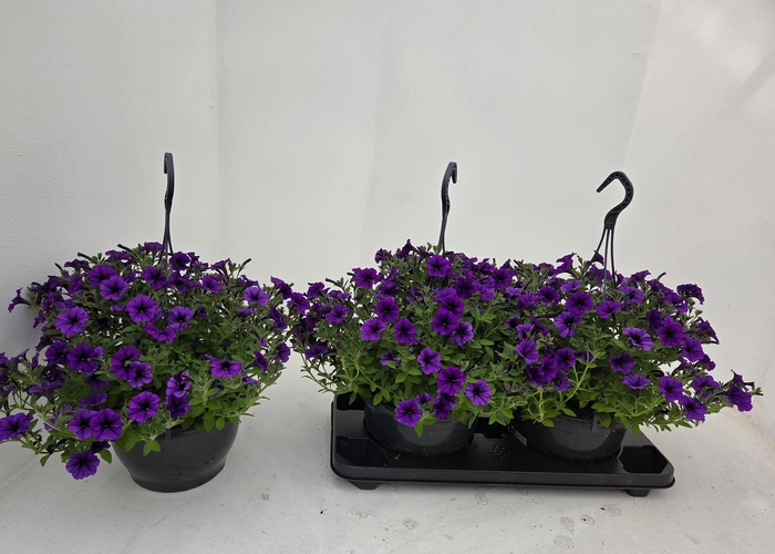 <h4>PET TT VIOLET ICE</h4>