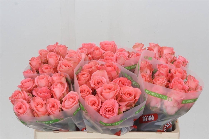 <h4>Rosa Unicorn</h4>