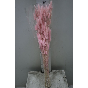 Dried Lagurus Light Pink
