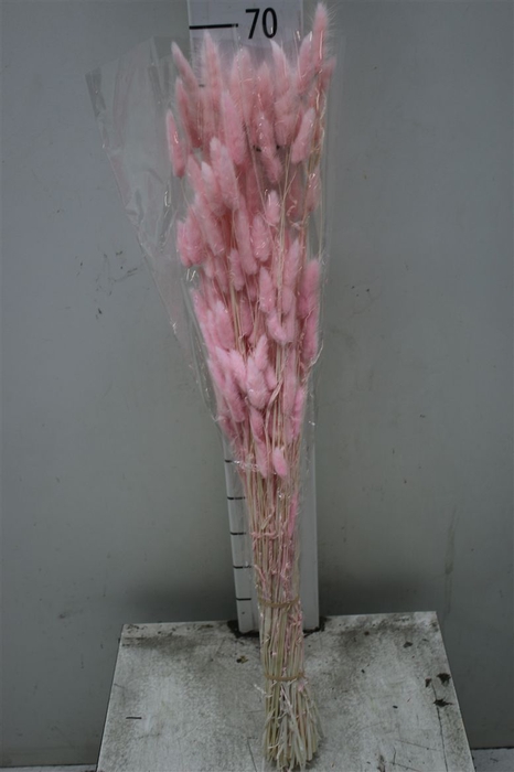 <h4>Dried Lagurus Light Pink</h4>