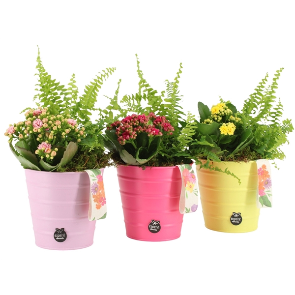 <h4>31492: Color circus arrangement</h4>