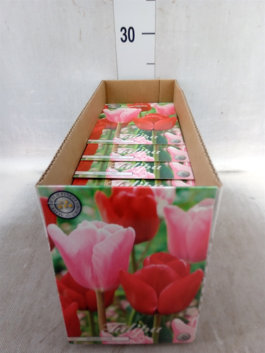 <h4>Tulipa   ...flowerbulbs</h4>