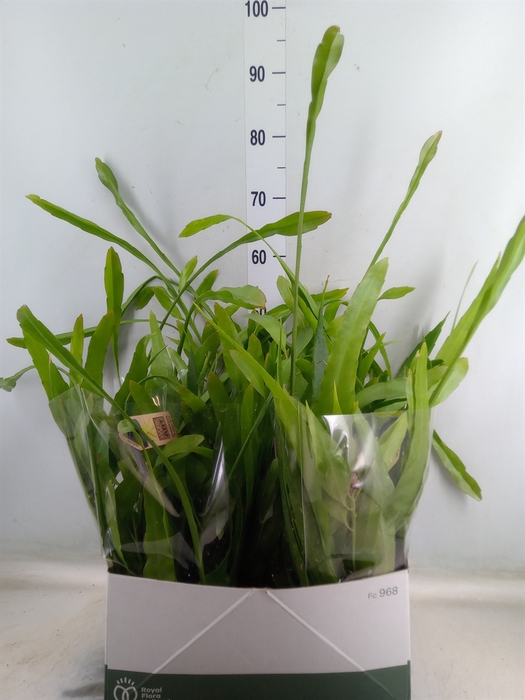 <h4>Epiphyllum   ...</h4>