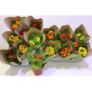 Calc X Herbeohybrida