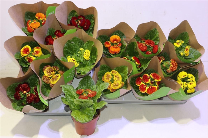 <h4>Calc X Herbeohybrida</h4>