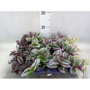 Tradescantia   ...mix