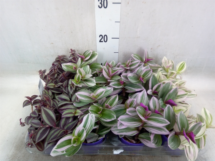 <h4>Tradescantia   ...mix</h4>