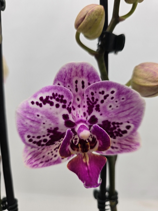 <h4>Limited 04 week 19</h4>