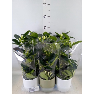 Stephanotis floribunda   ...