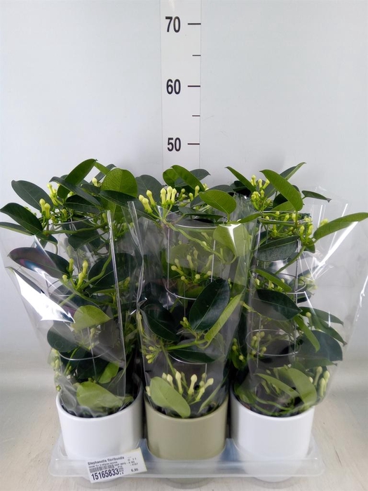 <h4>Stephanotis floribunda   ...</h4>