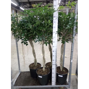 Schefflera arbor. 'Compacta'