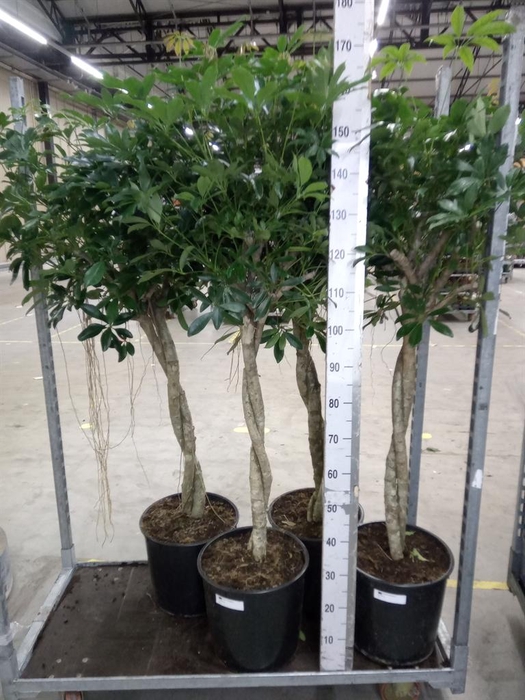<h4>Schefflera arbor. 'Compacta'</h4>