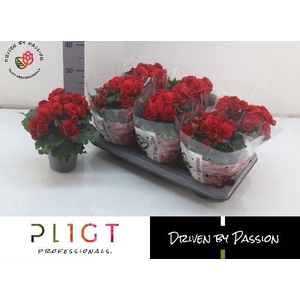 !! PROMO !! BEGONIA BALADIN P14