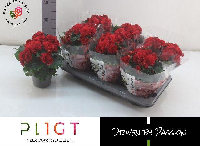 <h4>!! PROMO !! BEGONIA BALADIN P14</h4>